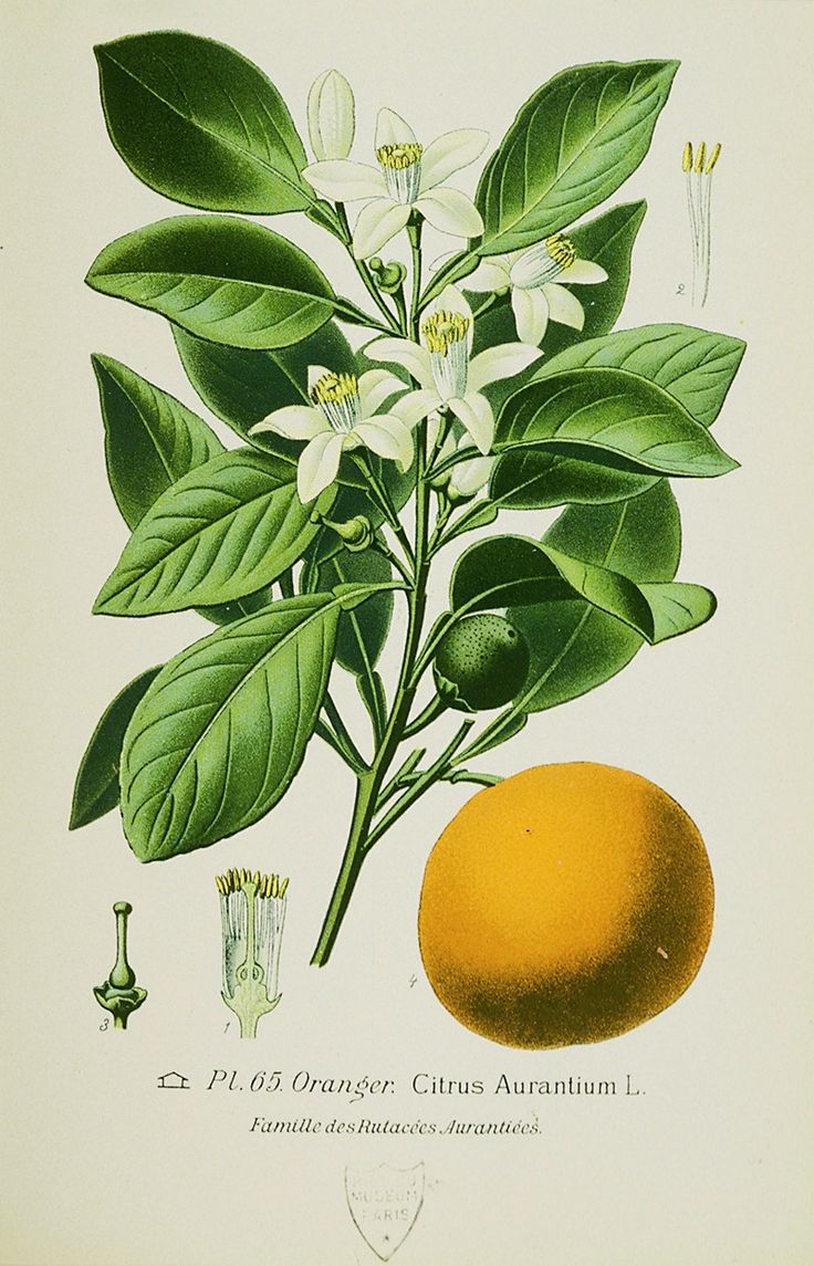 orange botanical illustration